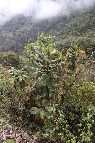 Bocconia integrifolia, photographed by Tony Rebelo