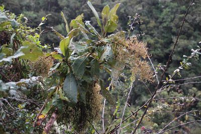 Bocconia integrifolia, photographed by Tony Rebelo