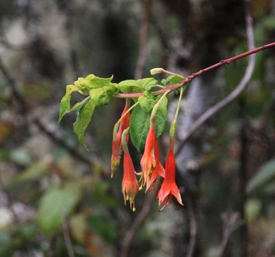 Fuchsia tunariensis, photographed by Tony Rebelo