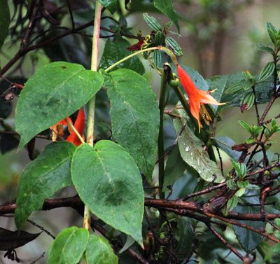 Fuchsia tunariensis, photographed by Tony Rebelo