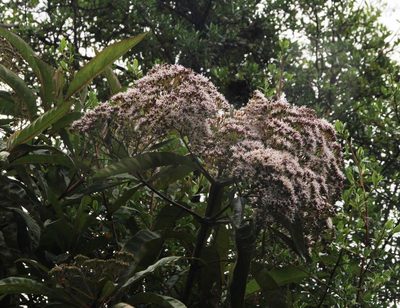 Aristeguietia discolor, photographed by Tony Rebelo