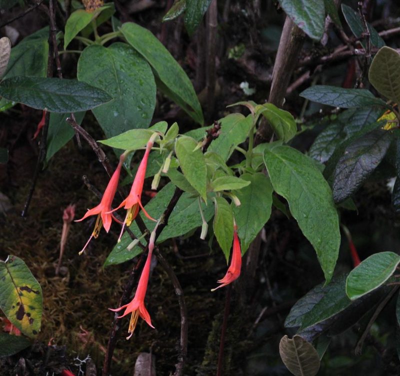 Fuchsia tunariensis, photographed by Tony Rebelo