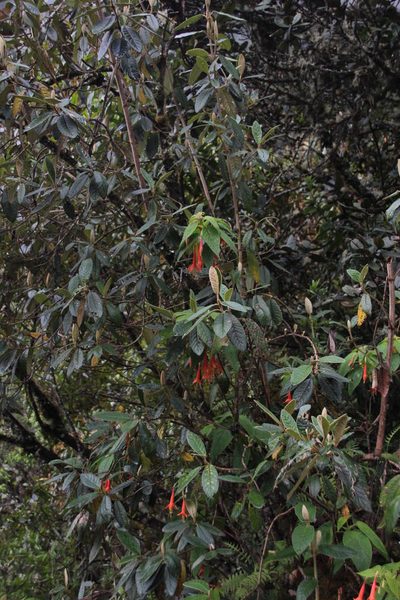 Fuchsia tunariensis, photographed by Tony Rebelo
