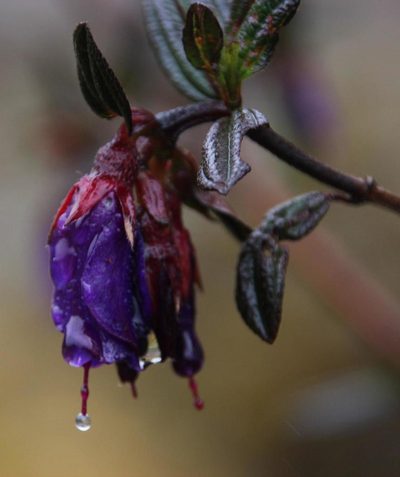 Brachyotum rostratum, photographed by Tony Rebelo