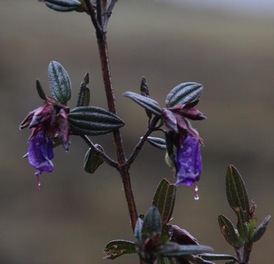 Brachyotum rostratum, photographed by Tony Rebelo