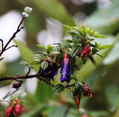 Brachyotum rostratum, photographed by Tony Rebelo