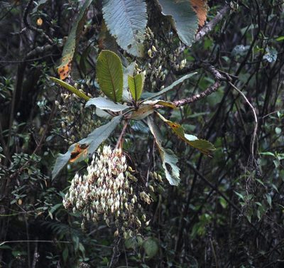 Bocconia integrifolia, photographed by Tony Rebelo