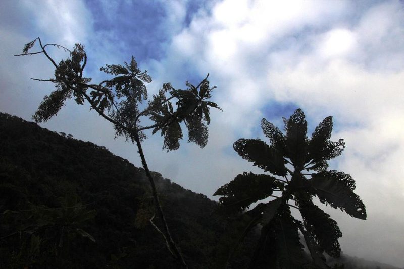 Bocconia integrifolia, photographed by Tony Rebelo