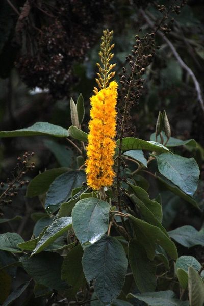 Abatia spicata, photographed by Tony Rebelo