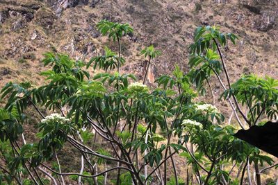 Sambucus peruviana, photographed by Tony Rebelo