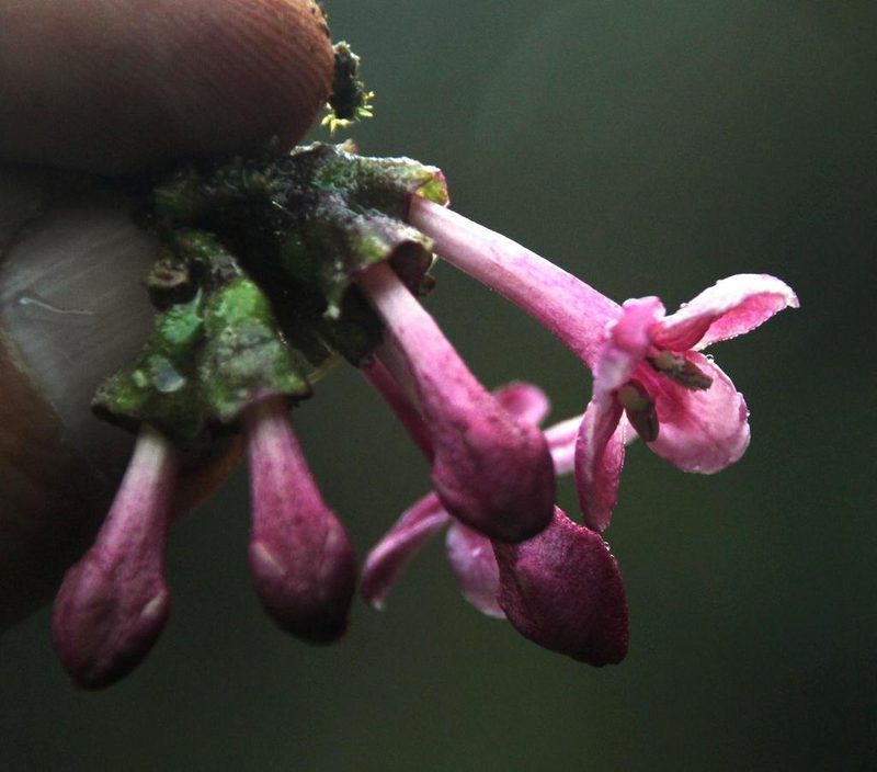 Aegiphila multiflora, photographed by Tony Rebelo