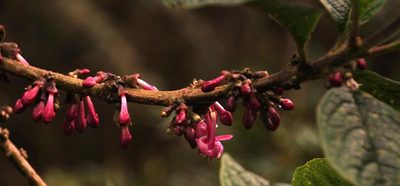 Aegiphila multiflora, photographed by Tony Rebelo
