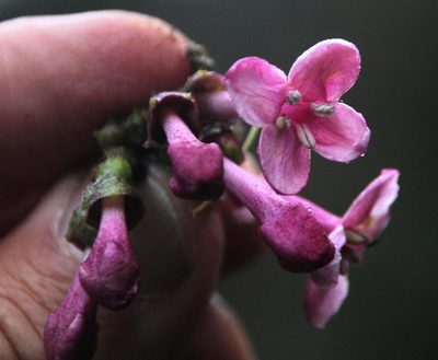 Aegiphila multiflora, photographed by Tony Rebelo