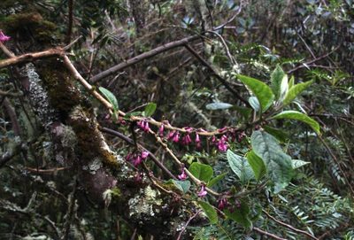 Aegiphila multiflora, photographed by Tony Rebelo