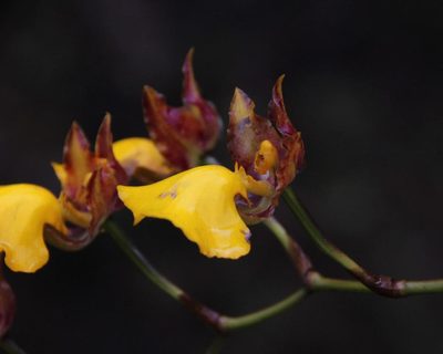 Cyrtochilum aureum, photographed by Tony Rebelo