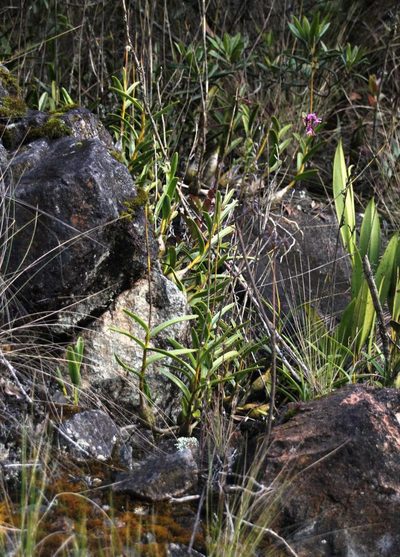 Epidendrum blepharistes, photographed by Tony Rebelo
