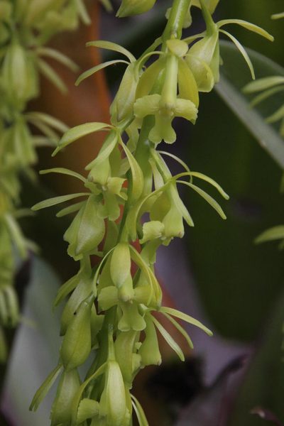 Epidendrum excisum, photographed by Tony Rebelo