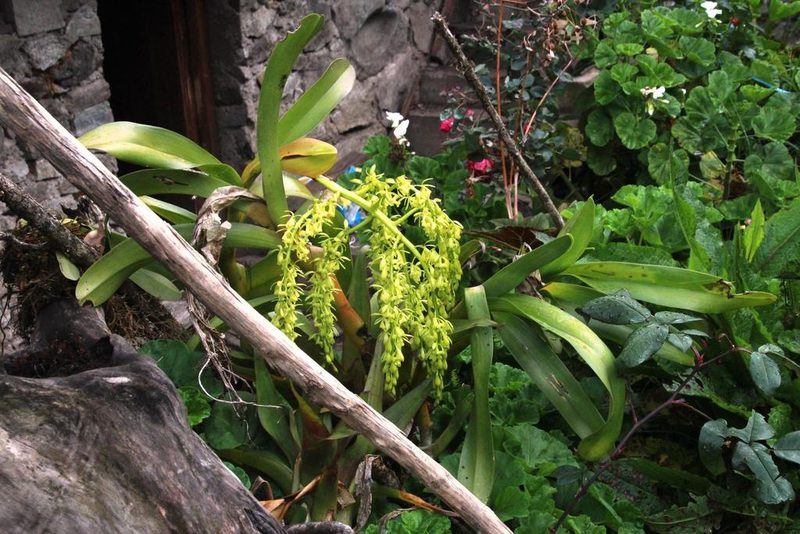 Epidendrum excisum, photographed by Tony Rebelo