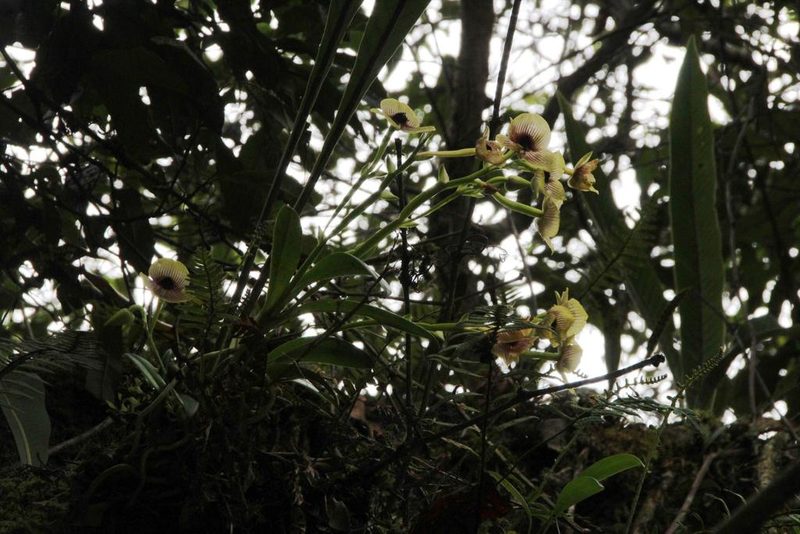 Telipogon antisuyuensis, photographed by Tony Rebelo