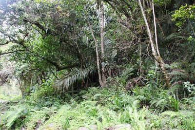 Ceroxylon vogelianum, photographed by Tony Rebelo