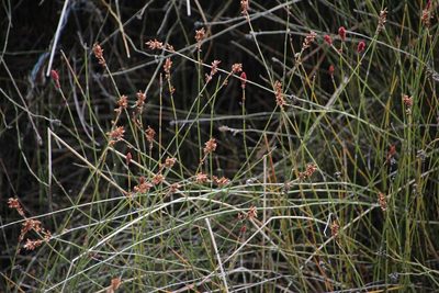 Apodasmia chilensis, photographed by Tony Rebelo