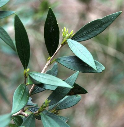 Myrceugenia chrysocarpa, photographed by Tony Rebelo