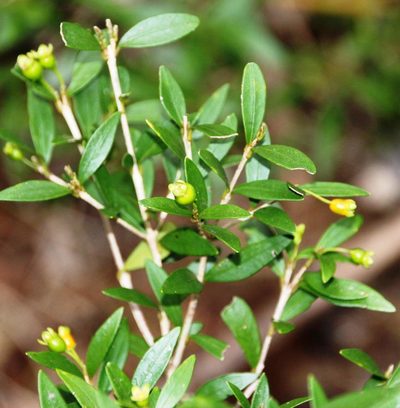 Myrceugenia chrysocarpa, photographed by Tony Rebelo
