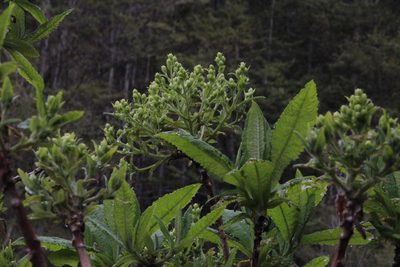 Senecio cymosus, photographed by Tony Rebelo