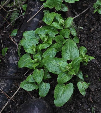Valeriana lapathifolia, photographed by Tony Rebelo