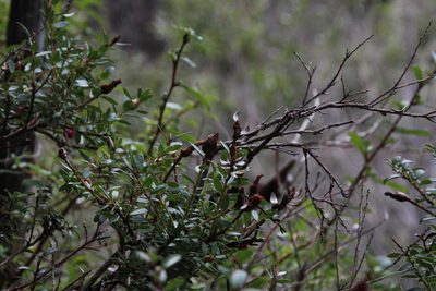 Gaultheria poeppigii, photographed by Tony Rebelo