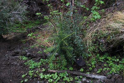 Podocarpus nubigenus, photographed by Tony Rebelo