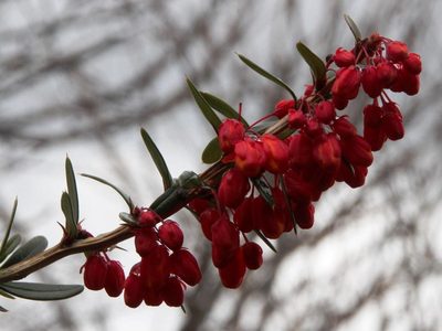 Berberis trigona, photographed by Tony Rebelo