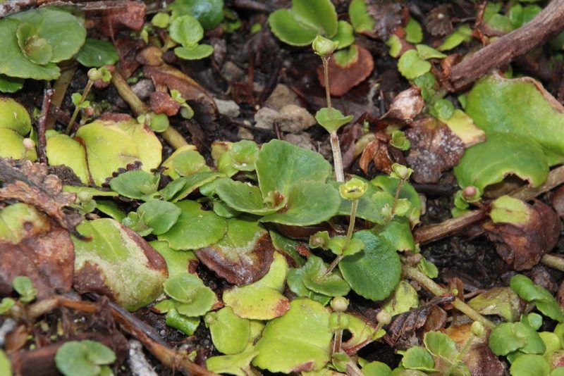 Chrysosplenium valdivicum, photographed by Tony Rebelo