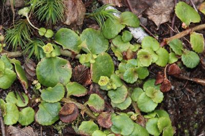 Chrysosplenium valdivicum, photographed by Tony Rebelo