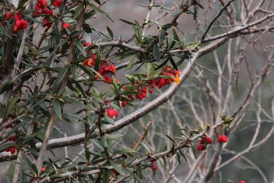 Berberis trigona, photographed by Tony Rebelo
