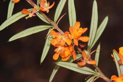 Berberis trigona, photographed by Tony Rebelo