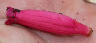 Campsidium valdivianum, photographed by Tony Rebelo