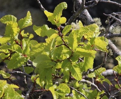 Nothofagus obliqua, photographed by Tony Rebelo