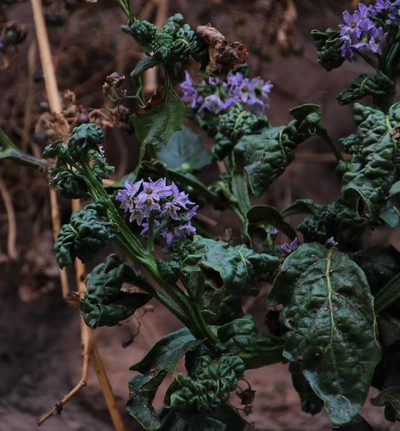 Solanum pentlandii, photographed by Tony Rebelo