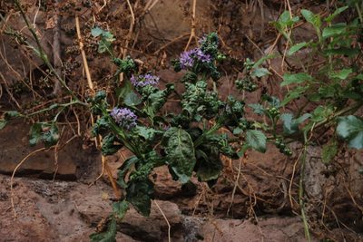 Solanum pentlandii, photographed by Tony Rebelo