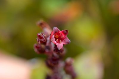 Archeria racemosa, photographed by nick_goldwater