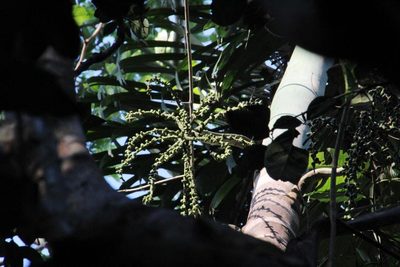 Socratea exorrhiza, photographed by Tony Rebelo