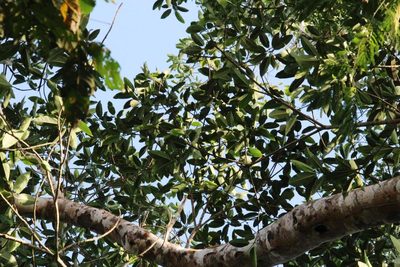 Ficus insipida, photographed by Tony Rebelo