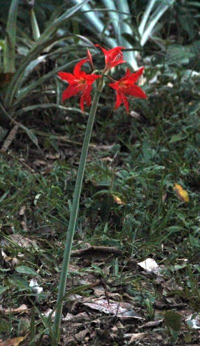 Hippeastrum reginae, photographed by Tony Rebelo