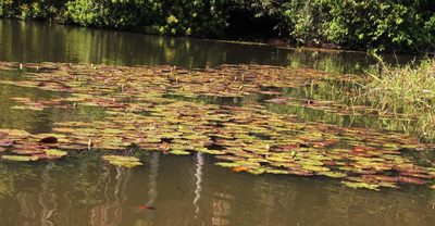 Nymphaea amazonum, photographed by Tony Rebelo
