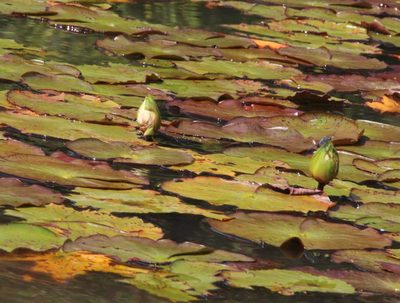 Nymphaea amazonum, photographed by Tony Rebelo