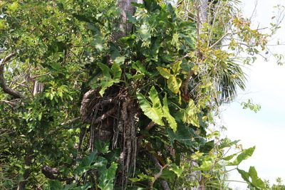 Philodendron solimoesense, photographed by Tony Rebelo