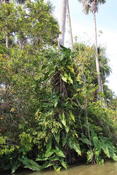 Philodendron solimoesense, photographed by Tony Rebelo