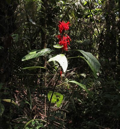 Pachystachys spicata, photographed by Tony Rebelo