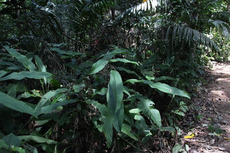 Heliconia metallica, photographed by Tony Rebelo